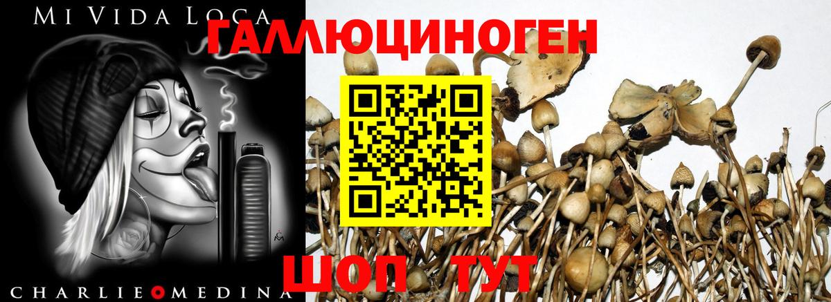 Галлюциногенные грибы Psilocybe  Вход с VPN  Петропавловск-Камчатский 
